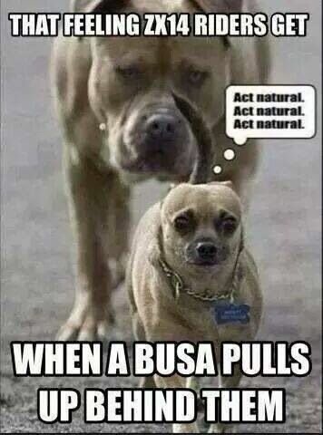e0e37436c8e17d41c6c7eede4747561c--funny-animal-too-funny.jpg