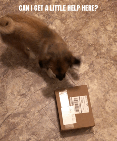 F59E3192-255B-4564-B6FD-9A8B67AE5B0B.gif