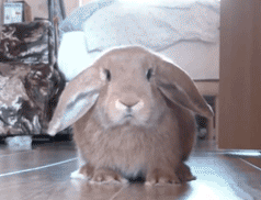 6CD709CF-CBBC-45CC-BA8F-2DD837155DAD.gif