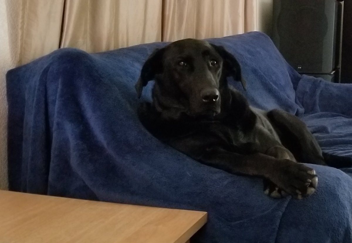 interesteddug.jpg