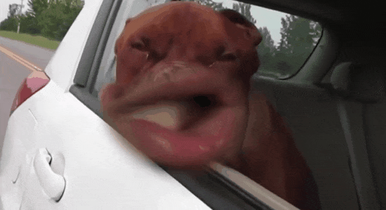 67A77D52-F68F-4EFC-800E-AD5B05C1E817.gif