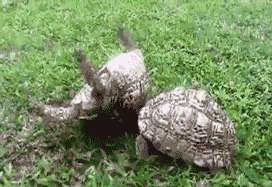 5051C74D-CEE9-4234-8842-38EB205F3CC6.gif