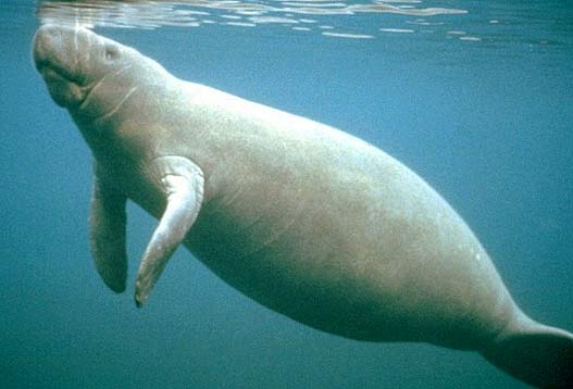 sea-cow-nose.jpg