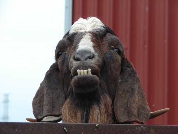 grumpy-old-goat.jpg