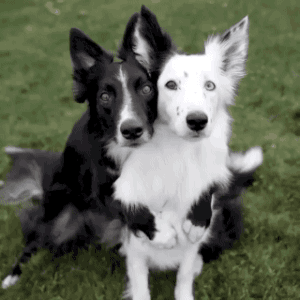 659A753B-E514-45CE-9565-C166EF54EAFE.gif