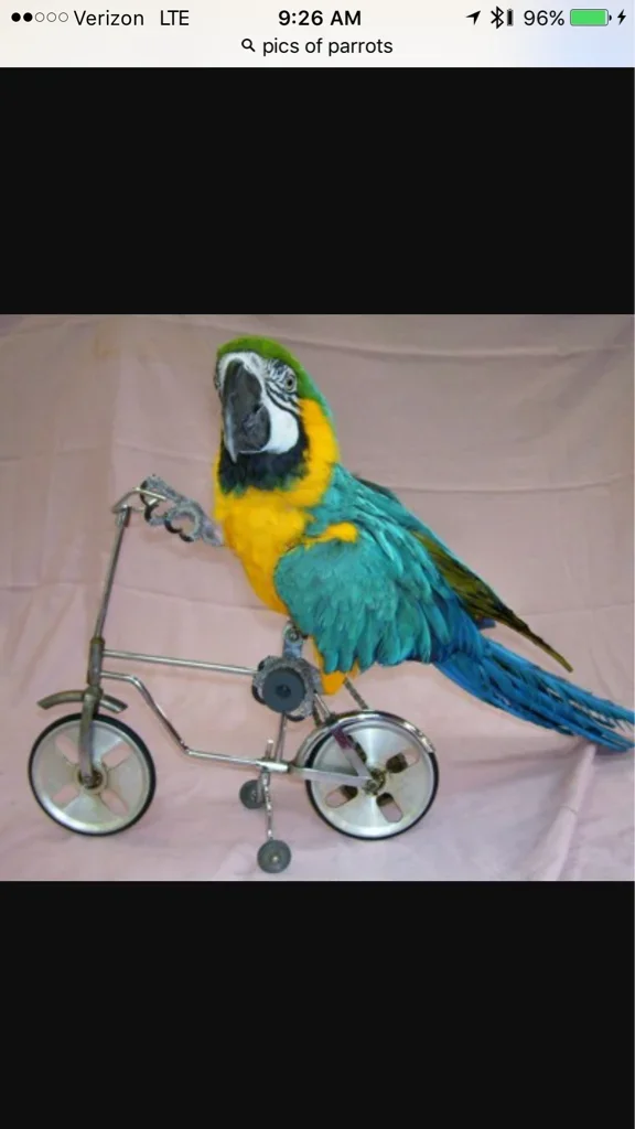 ImageUploadedByTaco Forum1446820005.369399.webp